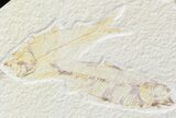 Multiple Knightia Fossil Fish Plate - x #42455-1